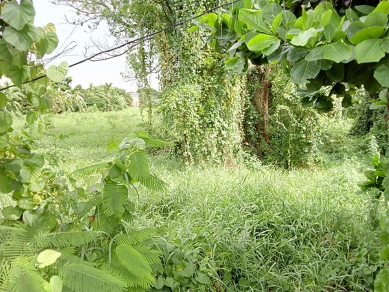 ขาย ที่ดิน ตำบลบางตะไนย์ อำเภอปากเกร็ด จังหวัดนนทบุรี, ภาพที่ 4