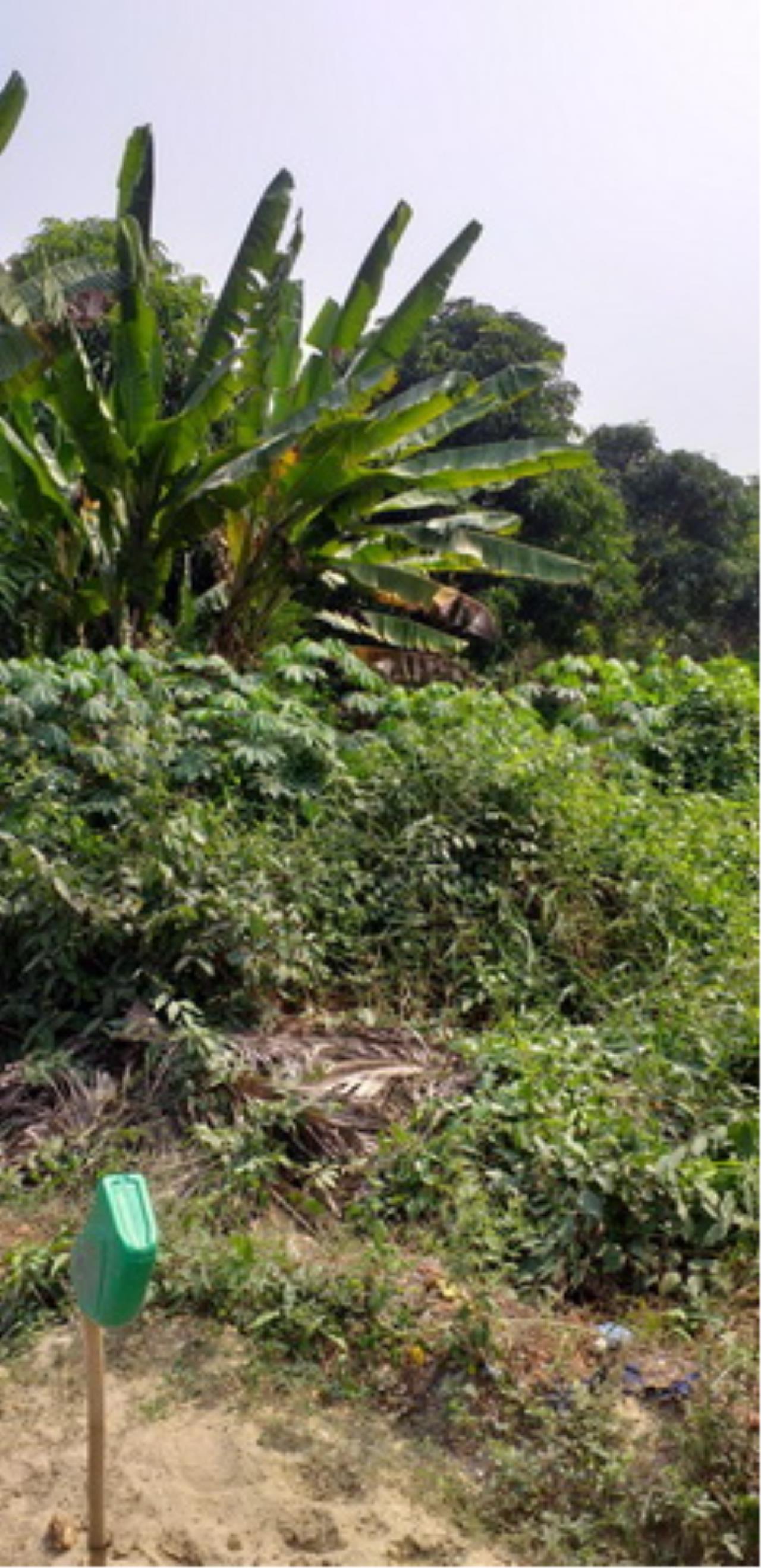 ขาย ที่ดิน ตำบลบางขนุน อำเภอบางกรวย จังหวัดนนทบุรี, ภาพที่ 4