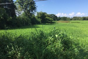 ขาย ที่ดิน ตำบลนาแส่ง อำเภอเกาะคา จังหวัดลำปาง