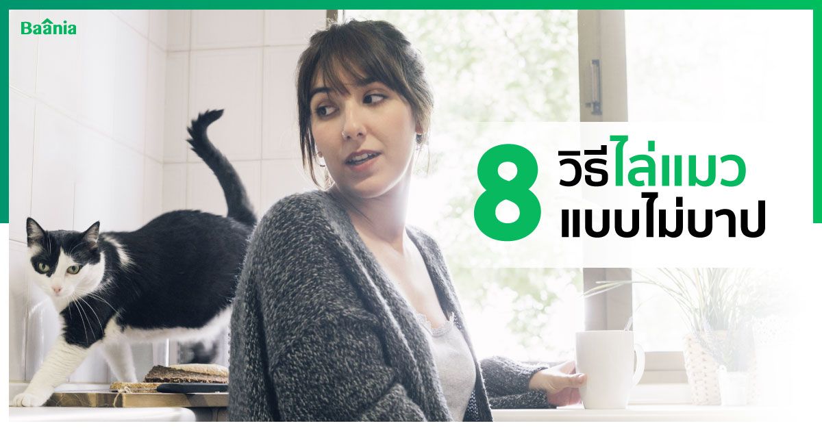 8 วิธีไล่แมว ได้ผลชะงัด หมดปัญหาแมวมาขับถ่ายภายในบ้าน