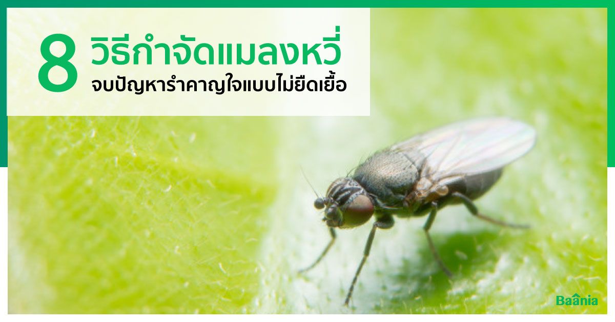 8 วิธีกำจัดแมลงหวี่จบปัญหารำคาญแบบไม่ยืดเยื้อ