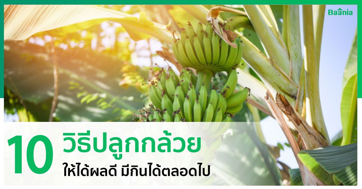 10 วิธีปลูกกล้วยให้ได้ผลดี มีกินตลอดปีมี