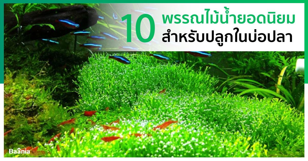 10 พรรณไม้น้ำยอดนิยมสำหรับปลูกในบ่อปลา