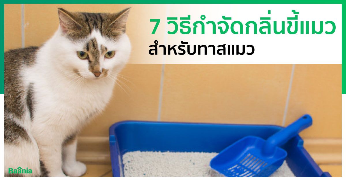 7 วิธีกำจัดกลิ่นขี้แมว สำหรับทาสแมว