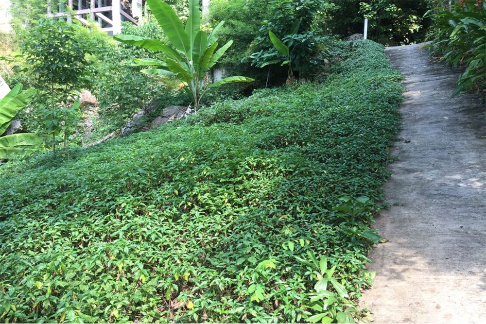 400 sqm land for sale on Koh Tao with sea view, ภาพที่ 4