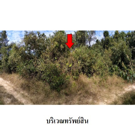 ขาย ที่ดิน ตำบลนิเวศน์ อำเภอธวัชบุรี จังหวัดร้อยเอ็ด, ภาพที่ 4