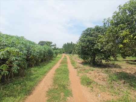 ขาย ที่ดิน ME012 แปลงเล็ก ราคาถูก เหมาะทำการเกษตร สร้างบ้านอยู่ ชลบุรี, ภาพที่ 4
