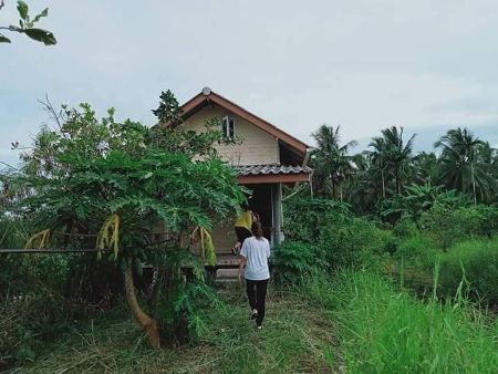 ขาย ที่ดิน สวนส้มโอทิบทิมสยามพร้อมบ้าน โกดัง ปากพนัง อายุ 6 ปี 10 ไร่ 3, ภาพที่ 4