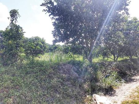 ขาย ที่ดิน สวนส้มโอทับทิม สวนปาล์ม ติถนนดำ บางบูชา รับผลผลิตแล้ว 60 ไร่, ภาพที่ 4