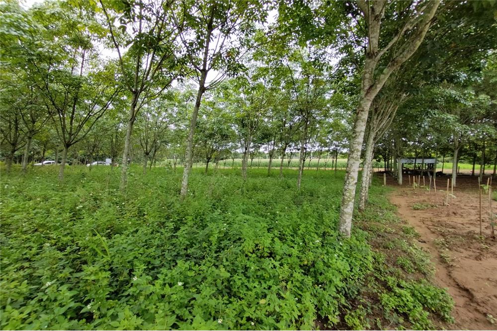 Rubber plantation for sale 1-3-31 rai just 200 meters from the 4 lane, ภาพที่ 4