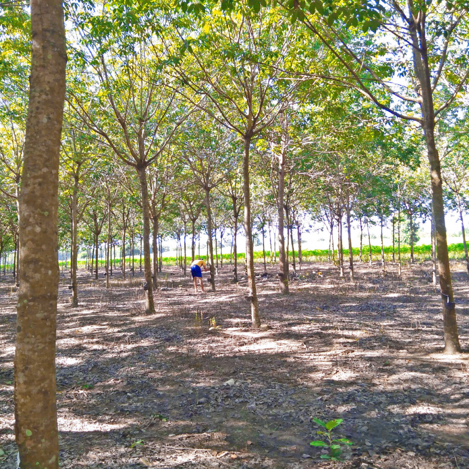 ขาย ที่ดิน สวนยางพารา ต้นยางพร้อมกรีด - 20 ไร่ 2 งาน 16 ตร.วา  นิคมเกษตรกรรม อ.ชานุมาน อำนาจเจริญ