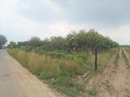 ขาย ที่ดิน พร้อมสวนขนุน ติดถนนสาธารณะ หนองเหียง พนัสนคม ชลบุรี . 2 ไร่, ภาพที่ 4