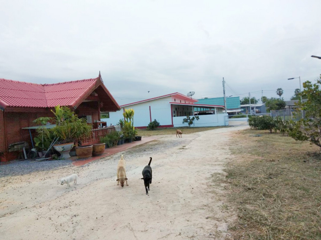 ขาย ที่ดิน 273 ตร.วา พร้อมบ้านไม้สักทรงไทย 1 หลัง และ ห้องเช่า 5 ห้อง, ภาพที่ 4