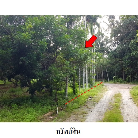 ขาย ที่ดิน ตำบลพลวง อำเภอเขาคิชฌกูฏ จังหวัดจันทบุรี, ภาพที่ 4