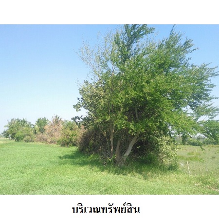 ขาย ที่ดิน ตำบลบางเก่า อำเภอชะอำ จังหวัดเพชรบุรี, ภาพที่ 4