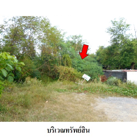 ขาย ที่ดิน ตำบลเพ อำเภอเมืองระยอง จังหวัดระยอง, ภาพที่ 4