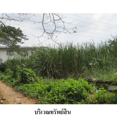 ขาย ที่ดิน แขวงบางไผ่ เขตบางแค กรุงเทพมหานคร, ภาพที่ 4