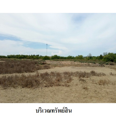 ขาย ที่ดิน ตำบลแหลมผักเบี้ย อำเภอบ้านแหลม จังหวัดเพชรบุรี, ภาพที่ 4