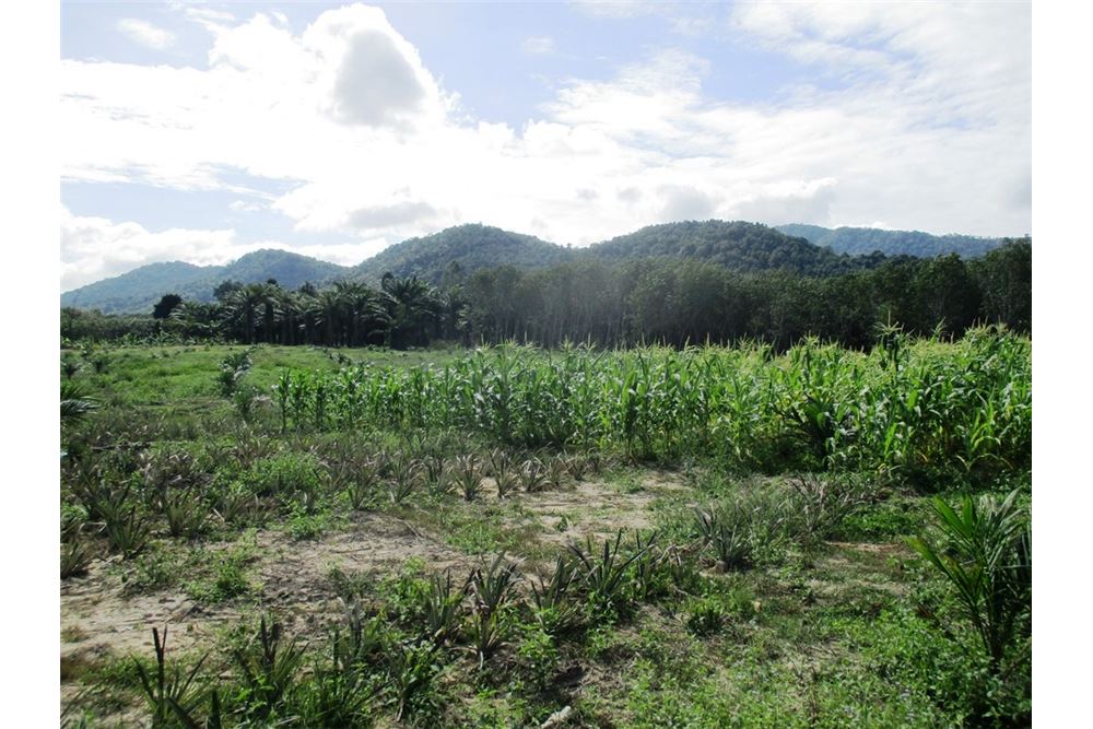 4 Rai left and still for sale 6400 sqm with Chanote land title deed for, ภาพที่ 4
