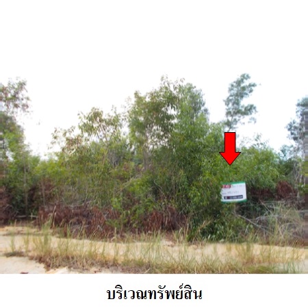 ขาย ที่ดิน ตำบลนพรัตน์ อำเภอหนองเสือ จังหวัดปทุมธานี, ภาพที่ 4